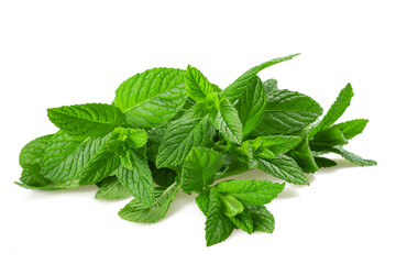 Fresh mint plants