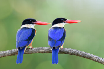 Grace of blue birds sitting together looking to same direction