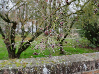 Autumn, tree branch, trees in the background. Brick wall.