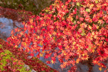 美しい京都の紅葉風景