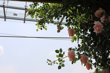 Climbing garden  colorful roses on wooden trellis