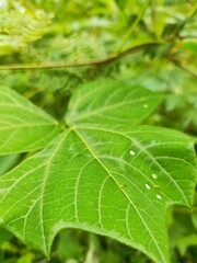 green leaf background