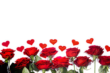 Obraz premium Red roses and hearts on white