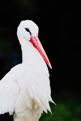 White Stork