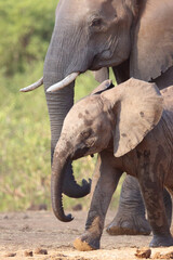 Afrikanischer Elefant / African elephant / Loxodonta africana.