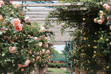 Climbing garden  colorful roses on wooden trellis