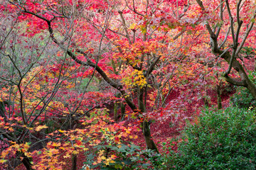美しい京都の紅葉風景