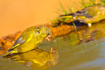 Greenfinch, Carduelis chloris, Forest Pond, Mediterranean Forest, Castile and Leon, Spain, Europe