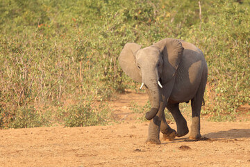 Fototapeta premium Afrikanischer Elefant / African elephant / Loxodonta africana.
