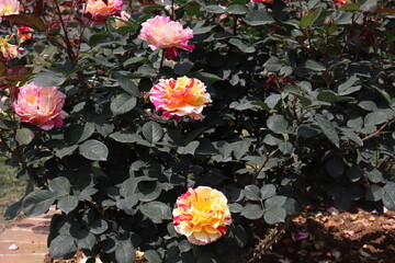 beautiful landscape of a bush of colorful roses in a garden with clear sky background