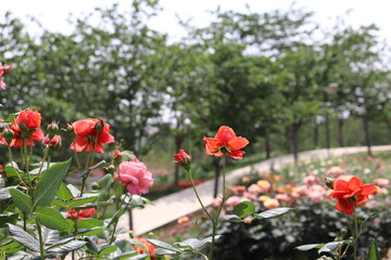 beautiful landscape of a bush of colorful roses in a garden with clear sky background