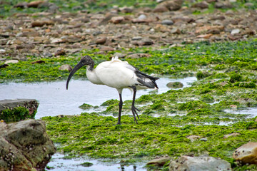 African Sacred Ibis, Threskiornis aethiopicus, Walker Bay Nature Reserve, Gansbaai, Western Cape, South Africa, Africa