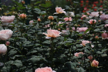 beautiful landscape of a bush of colorful roses in a garden with clear sky background
