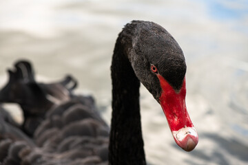 Nice black swan sweeming on lake spring nature ecology