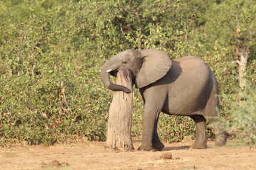 Fototapeta premium Afrikanischer Elefant / African elephant / Loxodonta africana.