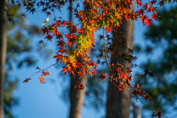 紅葉と青空