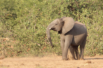 Obraz premium Afrikanischer Elefant / African elephant / Loxodonta africana.