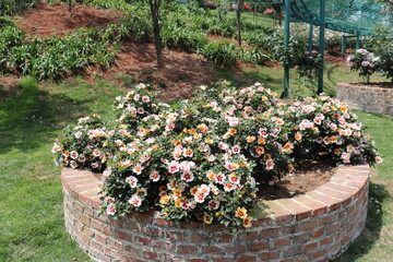 beautiful landscape of a bush of colorful roses in a garden with clear sky background