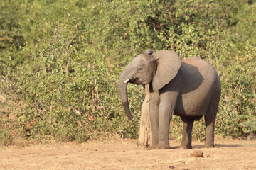 Fototapeta premium Afrikanischer Elefant / African elephant / Loxodonta africana.