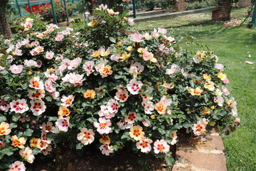 beautiful landscape of a bush of colorful roses in a garden with clear sky background