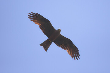 nibbio bruno (Milvus migrans) in volo,silhouette su sfondo cielo blu