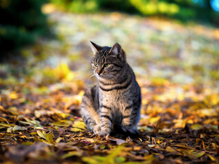 Naklejka na ściany i meble The cat looks away and sits on the leaves in the Park