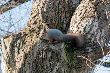 Autumn forest. Gray squirrel on a tree trunk. Autumn day