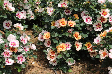 beautiful landscape of a bush of colorful roses in a garden with clear sky background