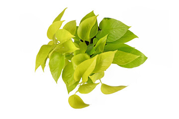Tropical 'Epipremnum Aureum Lemon Lime' houseplant with neon green leaves isolated on white...