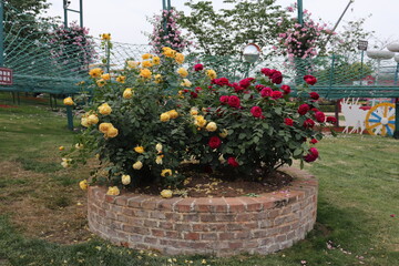 beautiful landscape of a bush of colorful roses in a garden with clear sky background