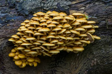 Foto auf Alu-Dibond mushrooms on a tree © Nora