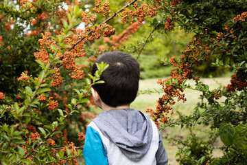 The Yellow Berries Of A Pyracantha Bush, and a kid in staying the middle of it.