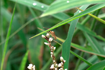 At the top of the grass there is a Brown insect  eating morning dew.