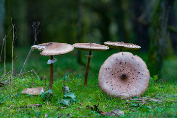 mushrooms in the forest