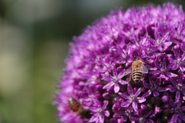 Close up view of a bee feeding on a  Purple Allium flower