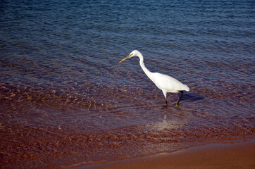 White heron in Egypt, Sharm El Sheikh