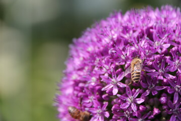 Close up view of a bee feeding on a  Purple Allium flower