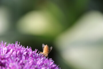 Close up view of a bee feeding on a  Purple Allium flower