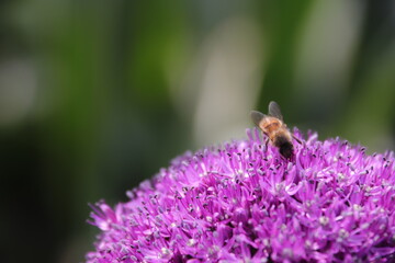 Close up view of a bee feeding on a  Purple Allium flower