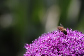 Close up view of a bee feeding on a  Purple Allium flower