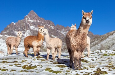 llama or lama, group of lamas on pastureland © Daniel Prudek