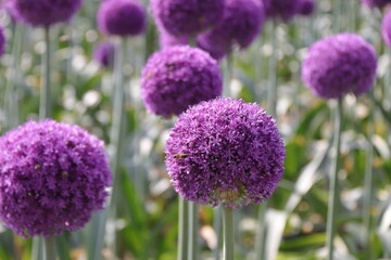 Obraz premium Close up view of a Purple Allium flower