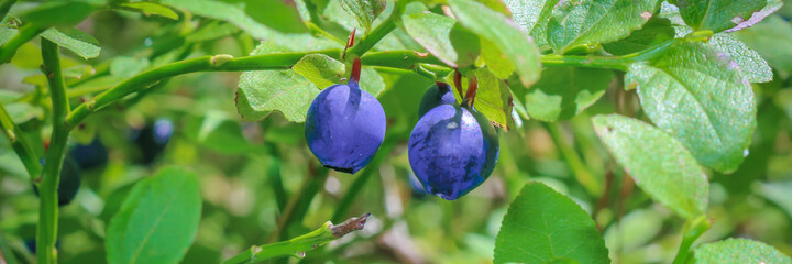 Bush of a ripe blueberries at organic farm. Selective focus. Blueberry harvest picking season background.