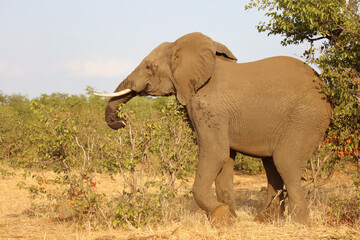 Obraz premium Afrikanischer Elefant / African elephant / Loxodonta africana