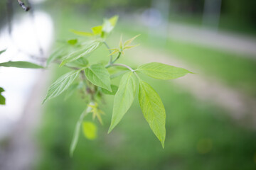 Fresh green leaves with blurred background
