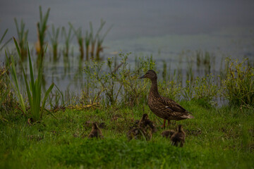 Mallard in spring in Aiguamolls De L'Emporda Nature Reserve, Spain