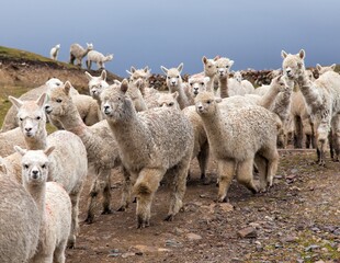 llama or lama, group of lamas on pastureland © Daniel Prudek