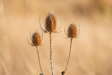 Kardenblüten Dipsacus fullona