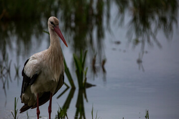 Storks in spring in Aiguamolls De L'Emporda Nature Reserve, Spain