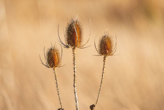 Kardenbl&uuml;ten Dipsacus fullona